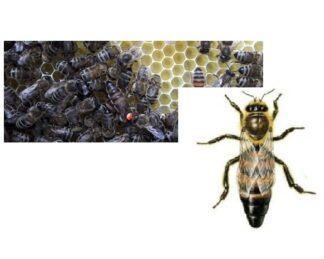 BIO-Imkerei BieneJoe